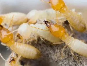 best termite treatment​