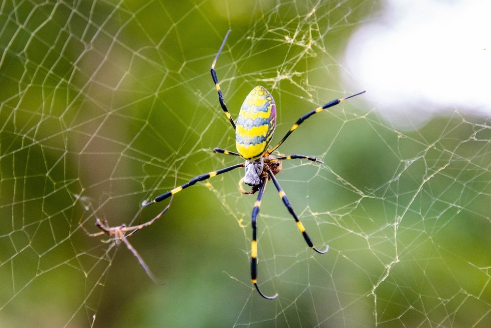 Pest control technician applying spider control treatment in a home.