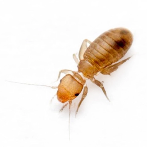 Termite Control Cost