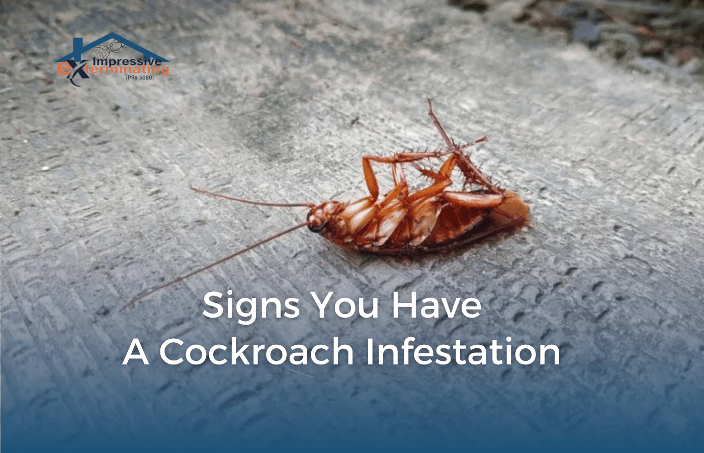 signs of cockroach infestation | Warning Signs