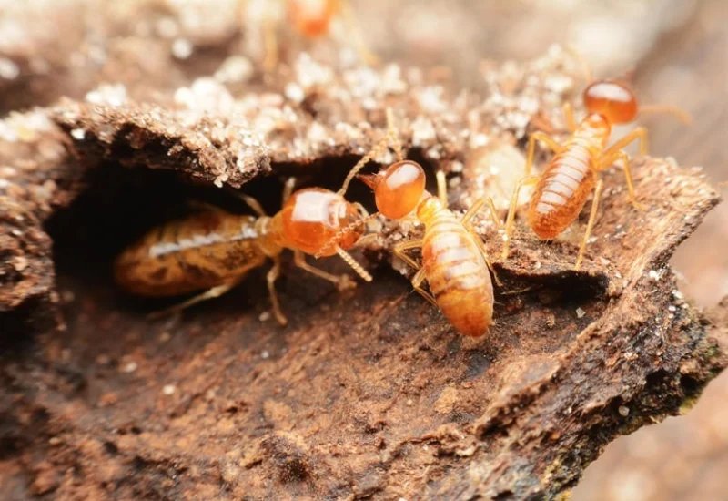 How to Get Rid of Termites