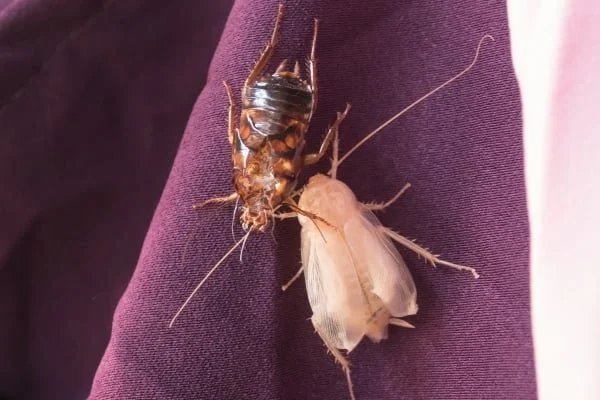 cockroach shed skin