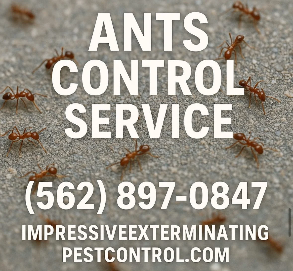 Ant Control .webp