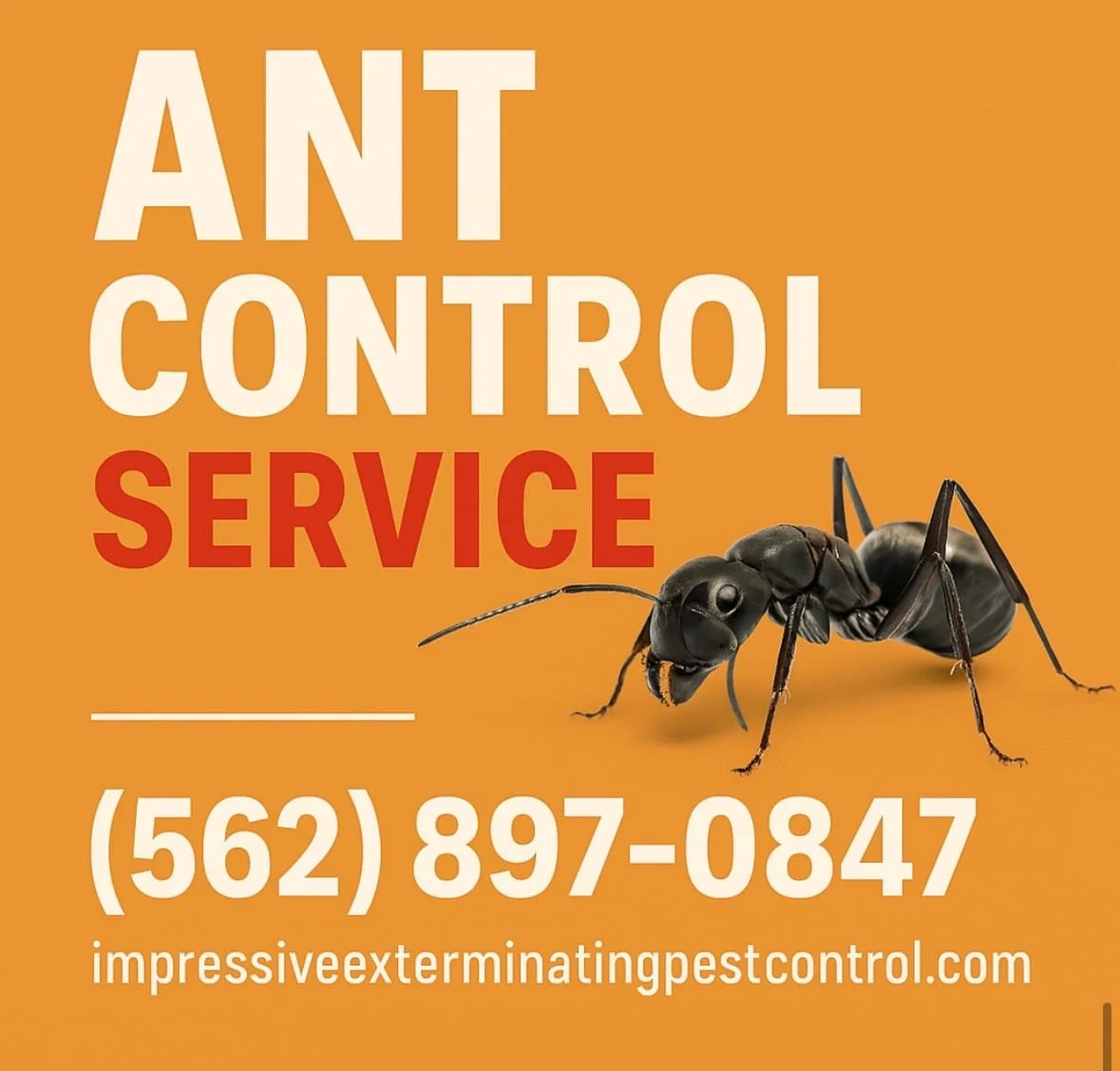 Ant control services .webp