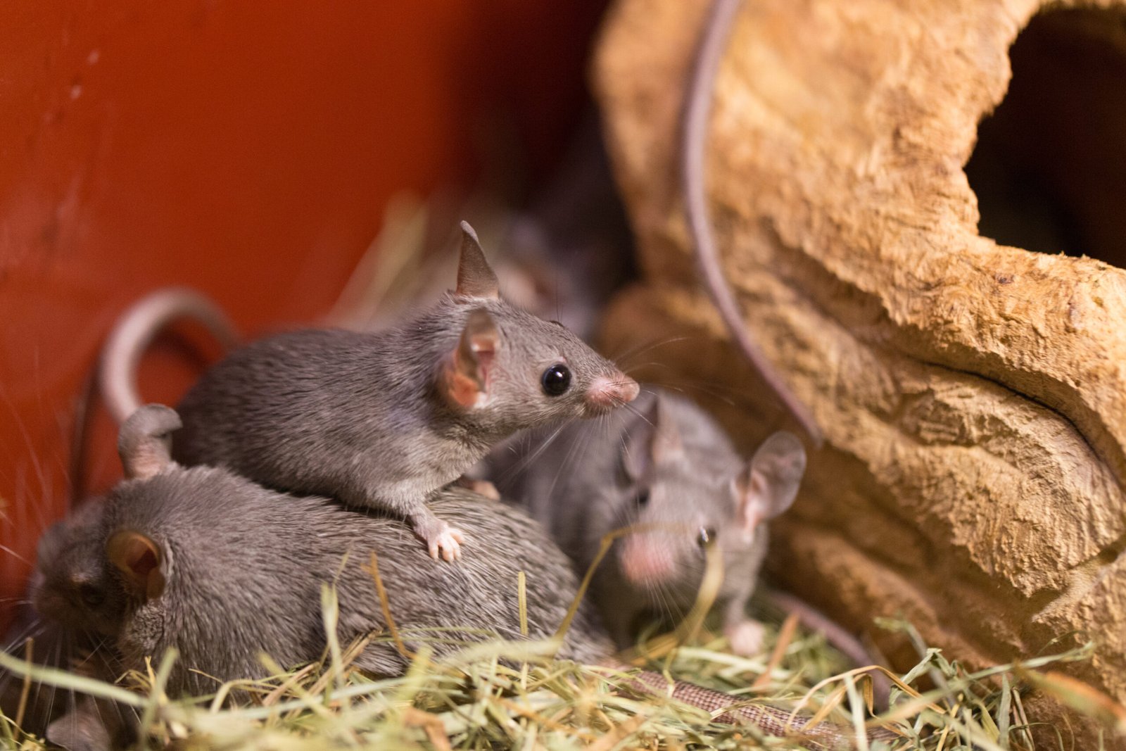 close up mice hay