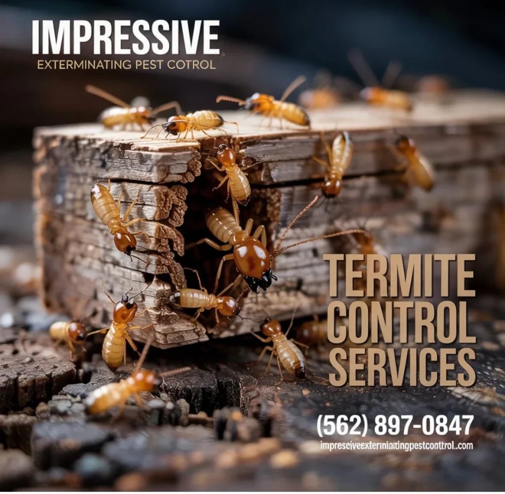 services of termite control