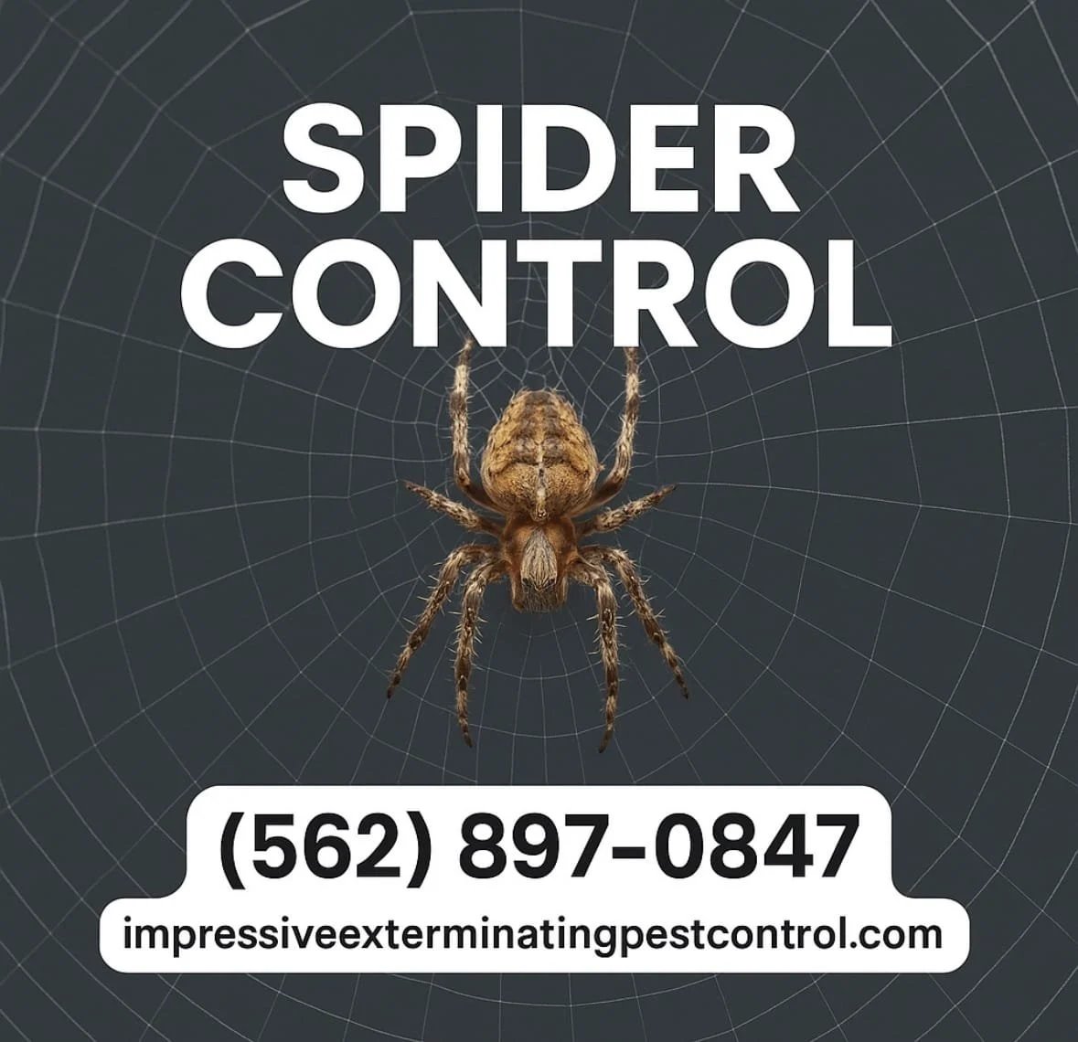 spider control