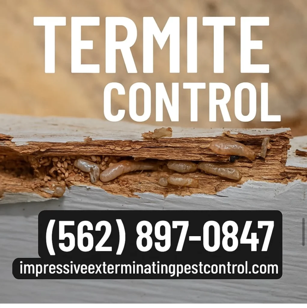 termite control.webp