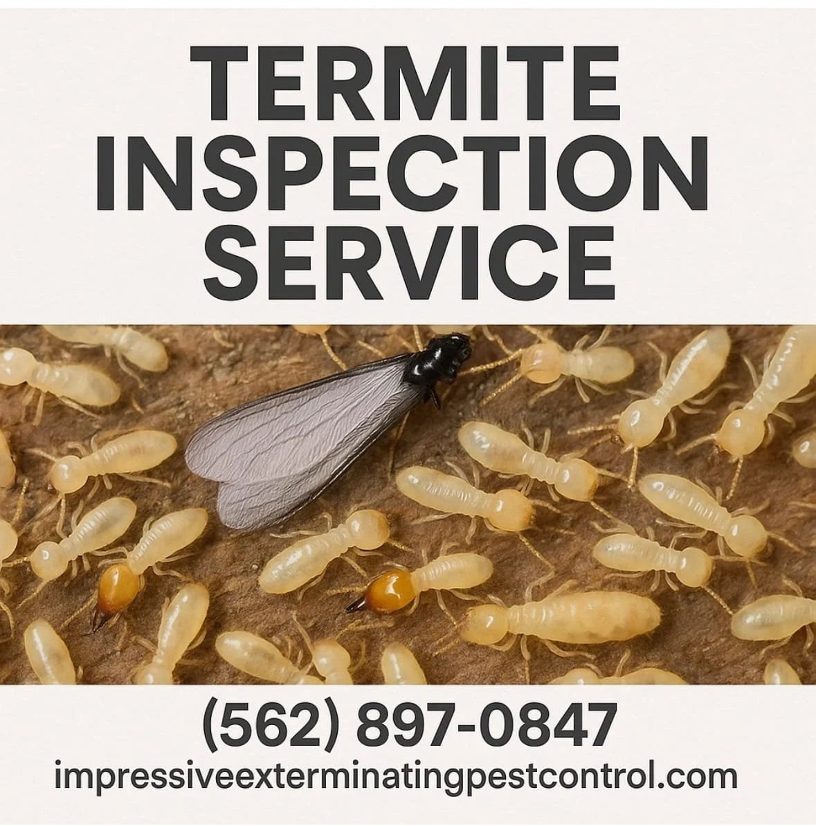 termite inspection services