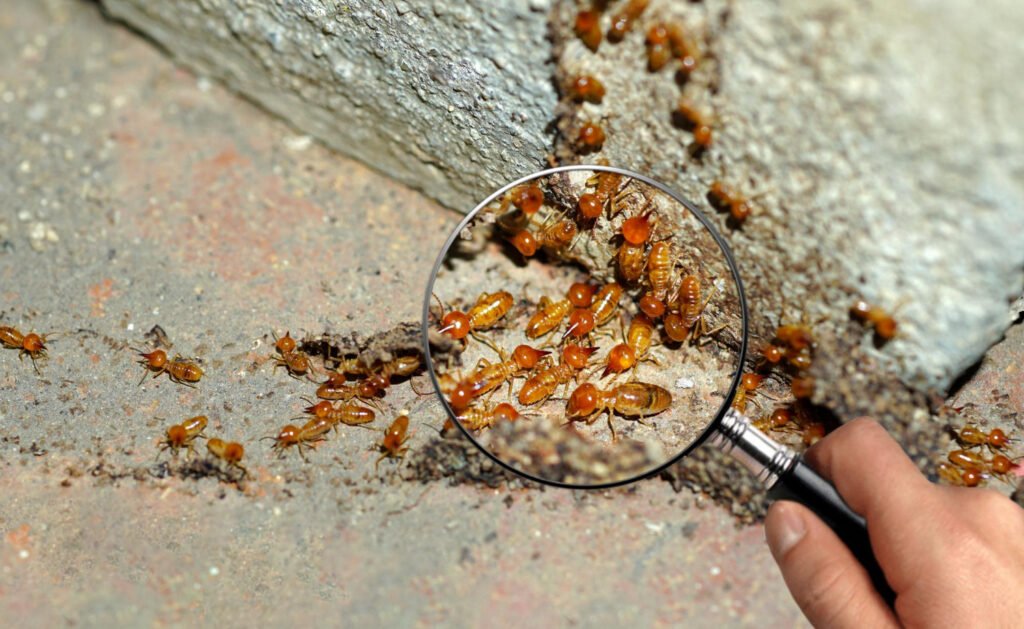 Exterminating Pest and Termite Control and a guy zooming into termites