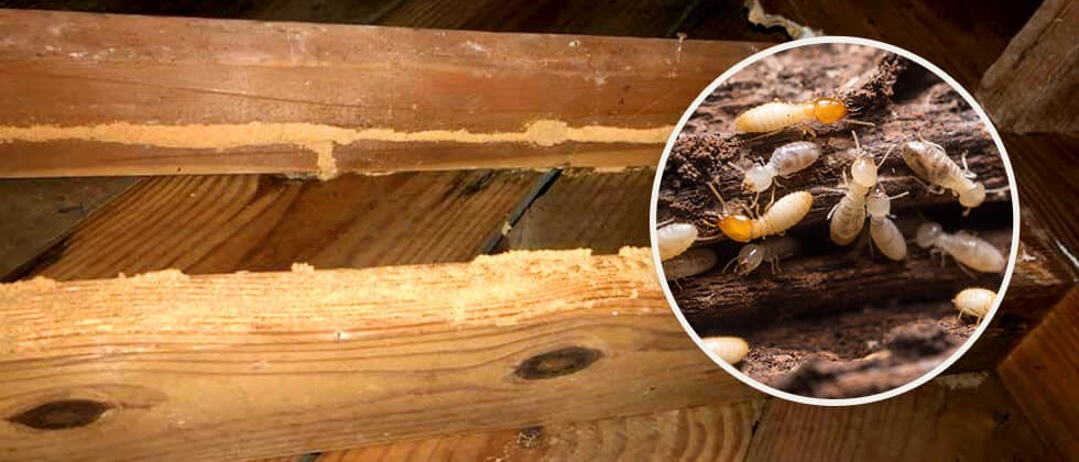 Termite damage found in Torrance home during inspection