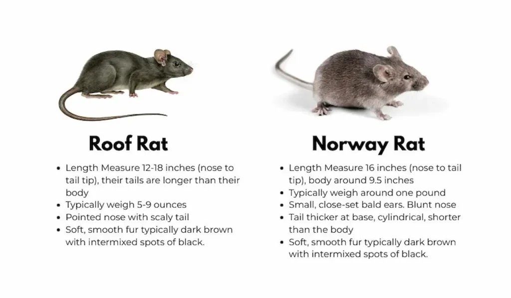 Roof rat vs Norway rat identification comparison for Southern California attics