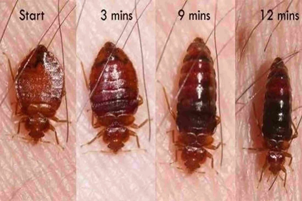 Bed Bug Control