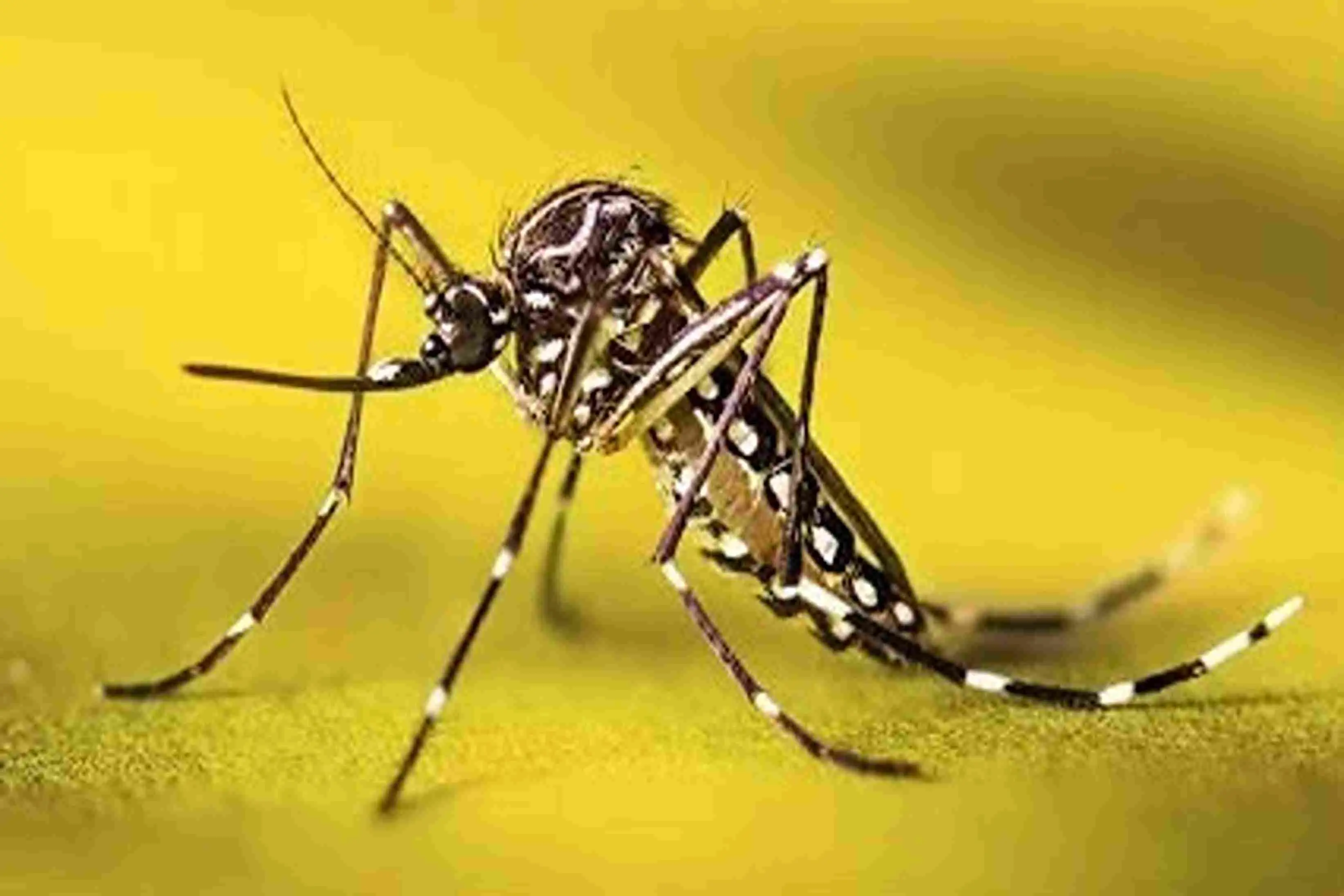 Mosquito Control