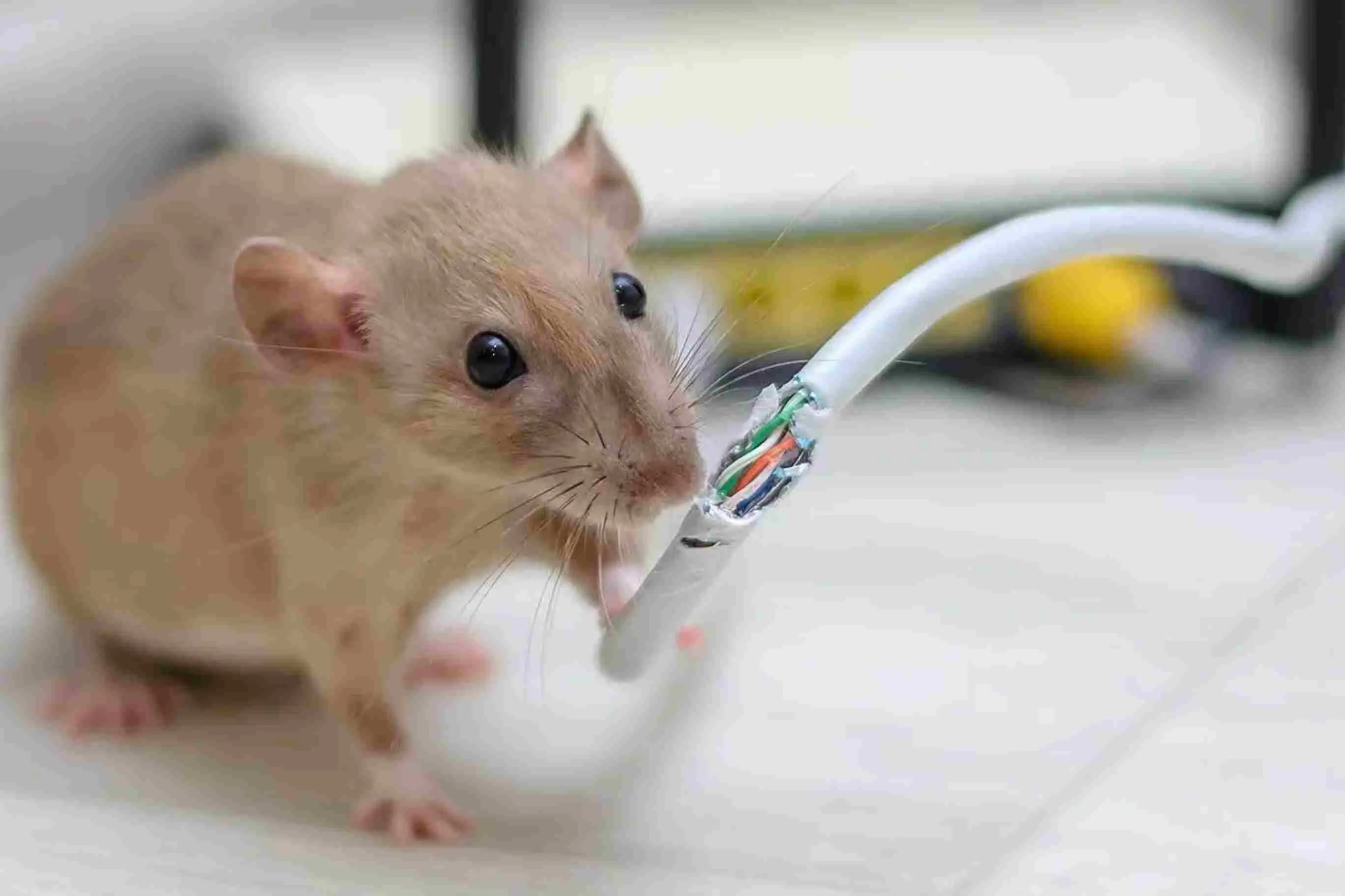 Mice Control