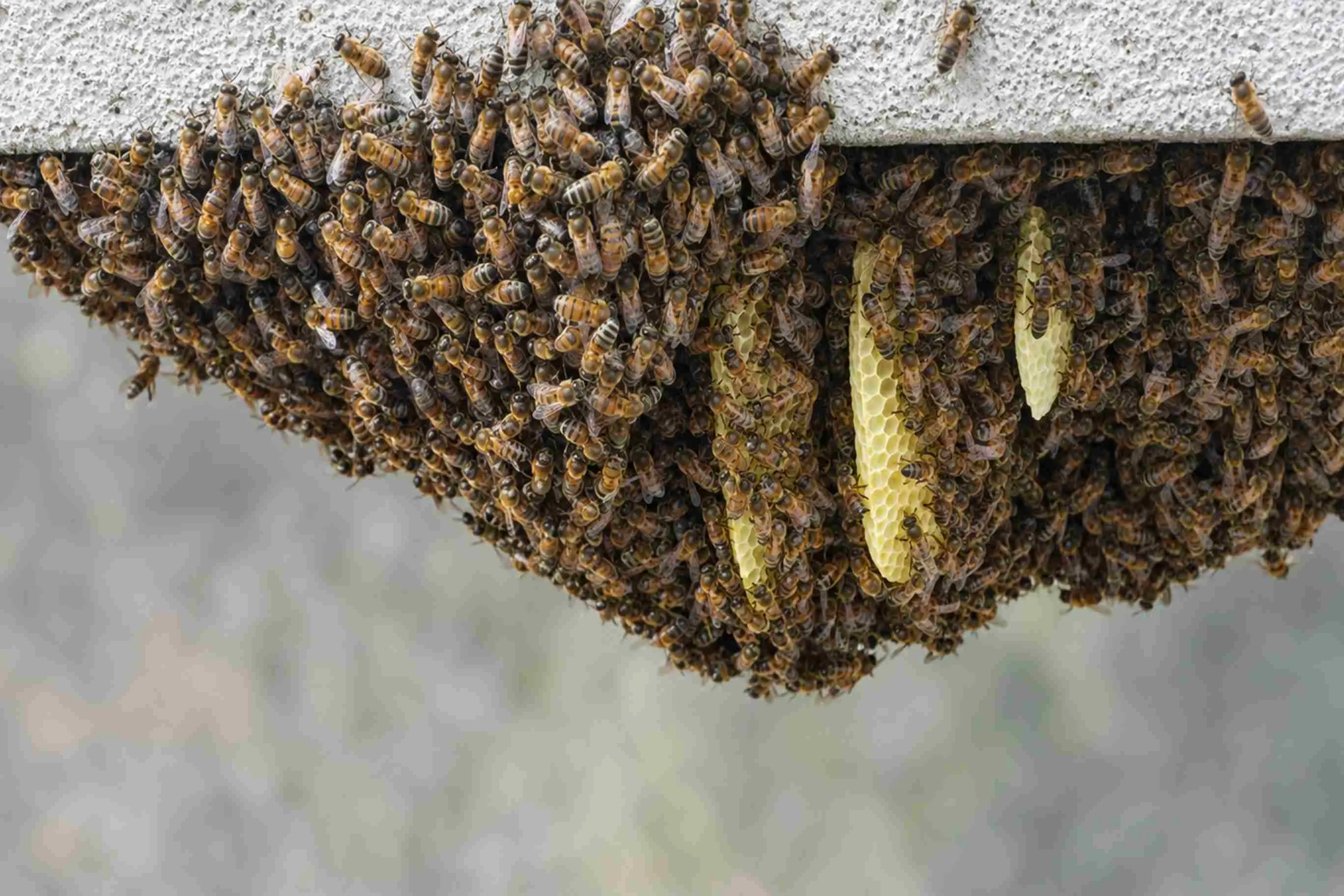 Bee Control