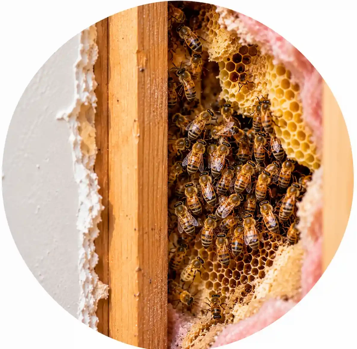 Honey bees and honeycomb inside a wall cavity, showing an established indoor bee colony.