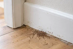Small piles of brown termite droppings along a white baseboard on a wooden floor, showing possible signs of hidden drywood termite activity in a Southern California home.