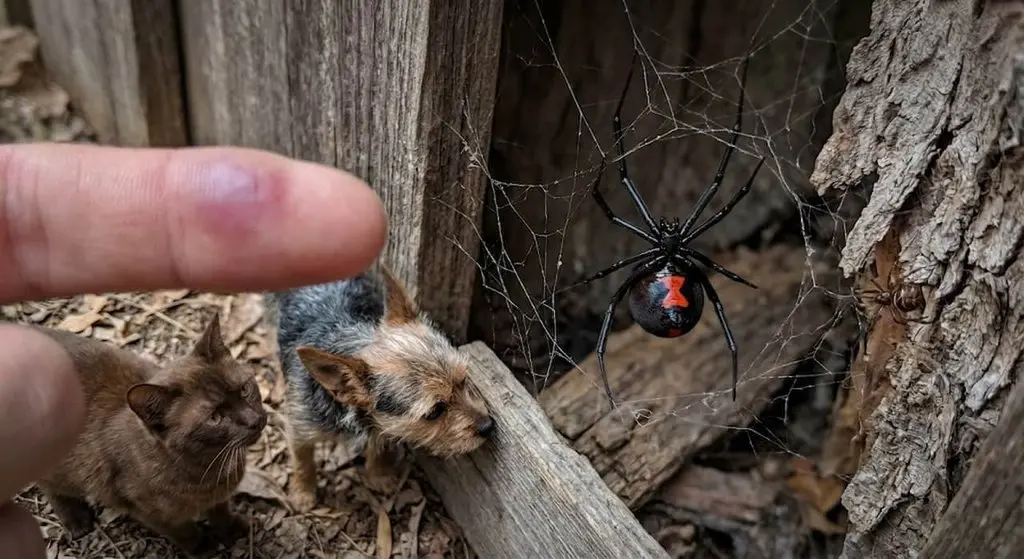 black widow spiders in southern california