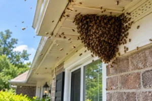 Honeybees gathering in a large swarm beneath the roof eaves of a residential house.