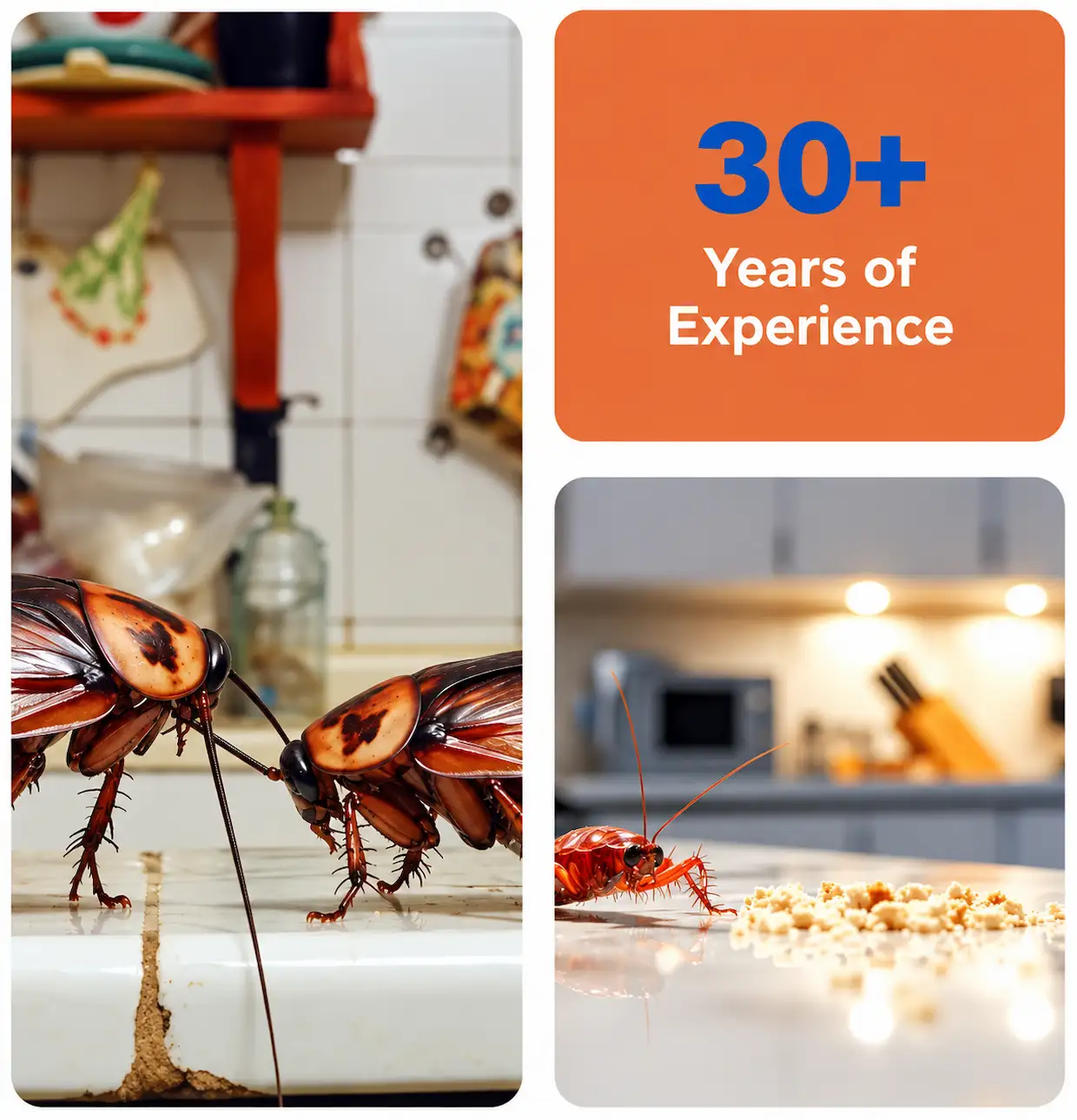 Impressive Pest Control services Los Angeles County and Orange County