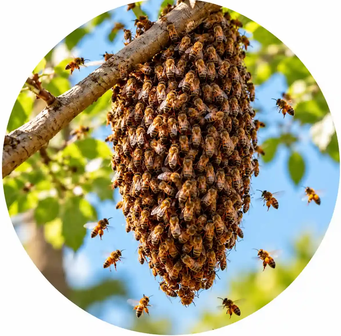 Large temporary swarm of honey bees clustered on a tree branch with several bees flying nearby.