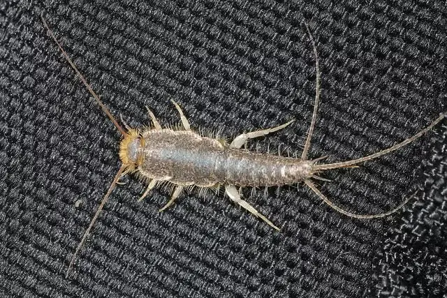 Silverfish Control