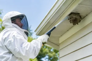When Professional Wasp Removal Is the Safe Choice